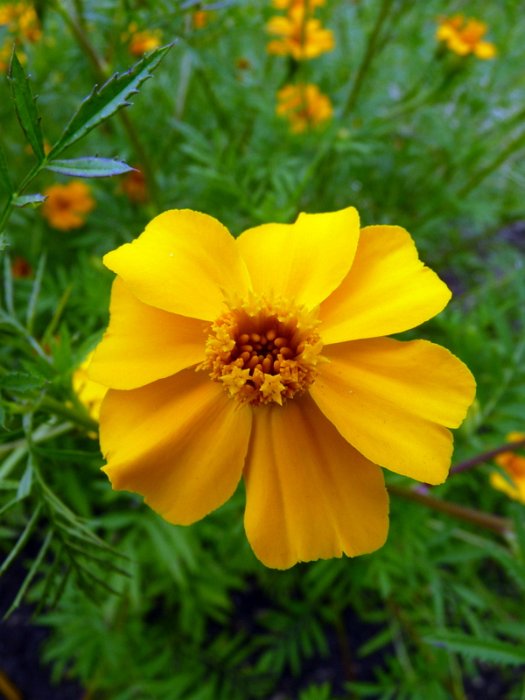 Tagetes patula 'Ground Control 'fleur